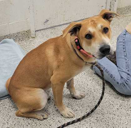 Shelter Stray Male Dog last seen Near Independence Avenue, 64124, MO, 7077 Elmwood Ave, Kansas City, MO 64132, USA