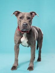 Shelter Stray Male Dog last seen Near Akridge St NW, Atlanta, GA, 1251 Fulton Industrial Blvd NW, Atlanta, GA 30336, USA