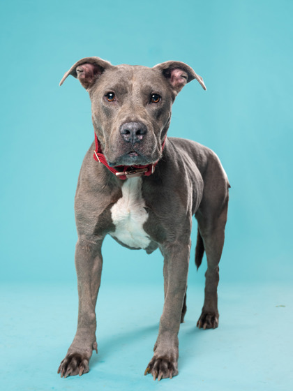 Shelter Stray Male Dog last seen Near Akridge St NW, Atlanta, GA, 1251 Fulton Industrial Blvd NW, Atlanta, GA 30336, USA