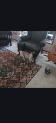 Found/Stray Unknown Cat last seen Rio Verde Mobile Home Park, Auburn, WA 98002
