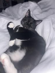 Reunited Female Cat last seen Pethybridge road or Stanway road, Cardiff, Wales 