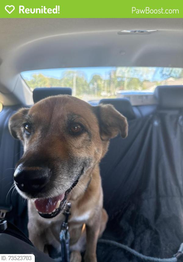 Reunited Female Dog last seen Faircloth ave Winston-Salem, nc, Winston-Salem, NC 27106