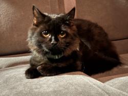 Reunited Male Cat last seen hse with a blue door , he was left in a cage outside., Lynn, MA 01902