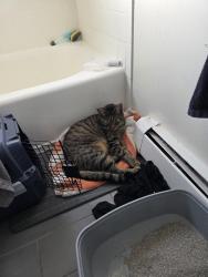 Reunited Male Cat last seen Pleasantview Gardens, Piscataway, NJ 08854