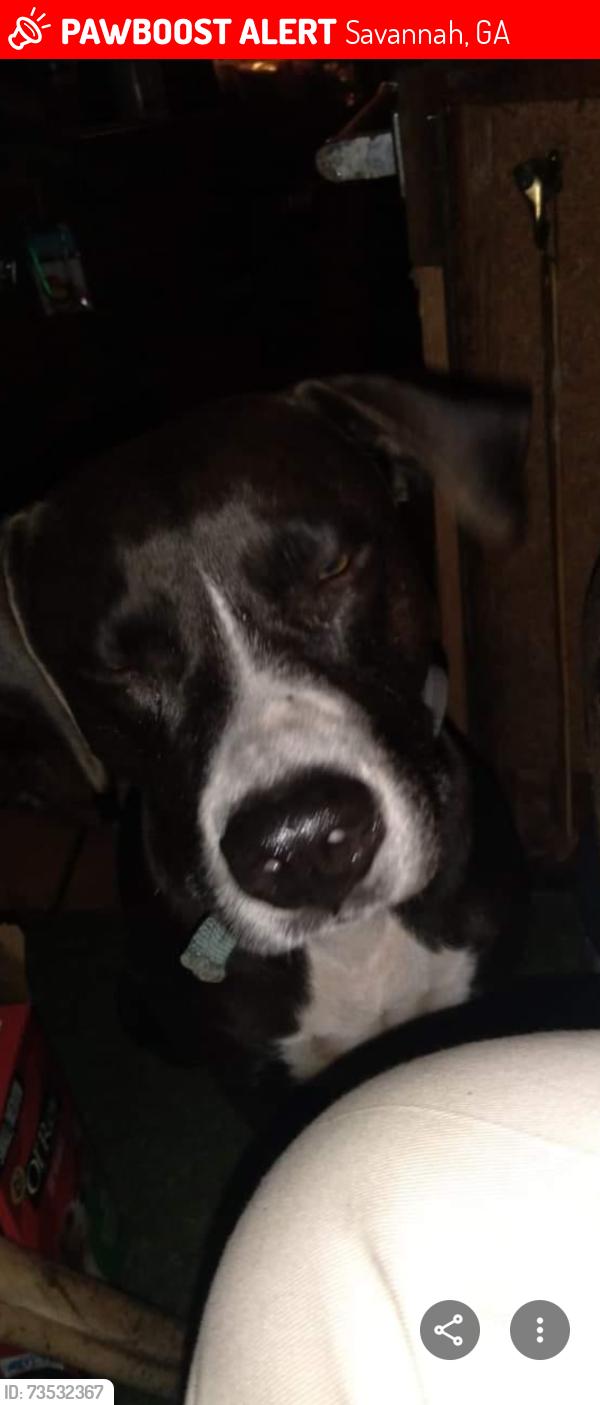 Lost Female Dog last seen Harmony senior apts, Savannah, GA 31406