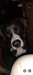 Lost Female Dog last seen Harmony senior apts, Savannah, GA 31406