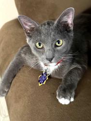 Lost Male Cat last seen Last seen in the front yard at the address of 2101 NE 3rd Ave Delray Beach Florida 33444, Delray Beach, FL 33444