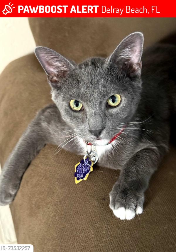 Lost Male Cat last seen Last seen in the front yard at the address of 2101 NE 3rd Ave Delray Beach Florida 33444, Delray Beach, FL 33444