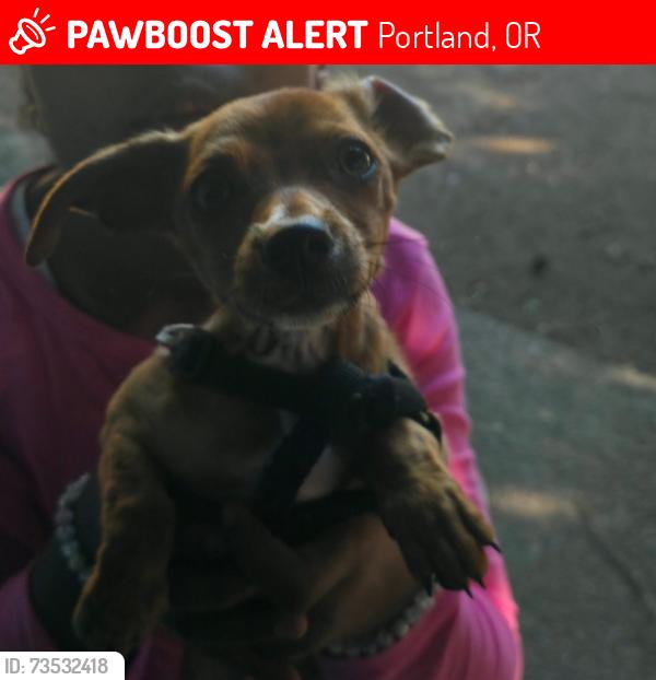 Lost Male Dog last seen 82nd gladstone next to meals on wheels, Portland, OR 97266