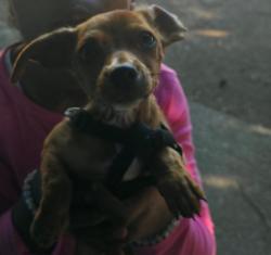 Lost Male Dog last seen 82nd gladstone next to meals on wheels, Portland, OR 97266