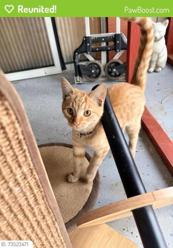 Reunited Male Cat last seen Courtesy Drive/74 Hwy, Riverside County, CA 92561