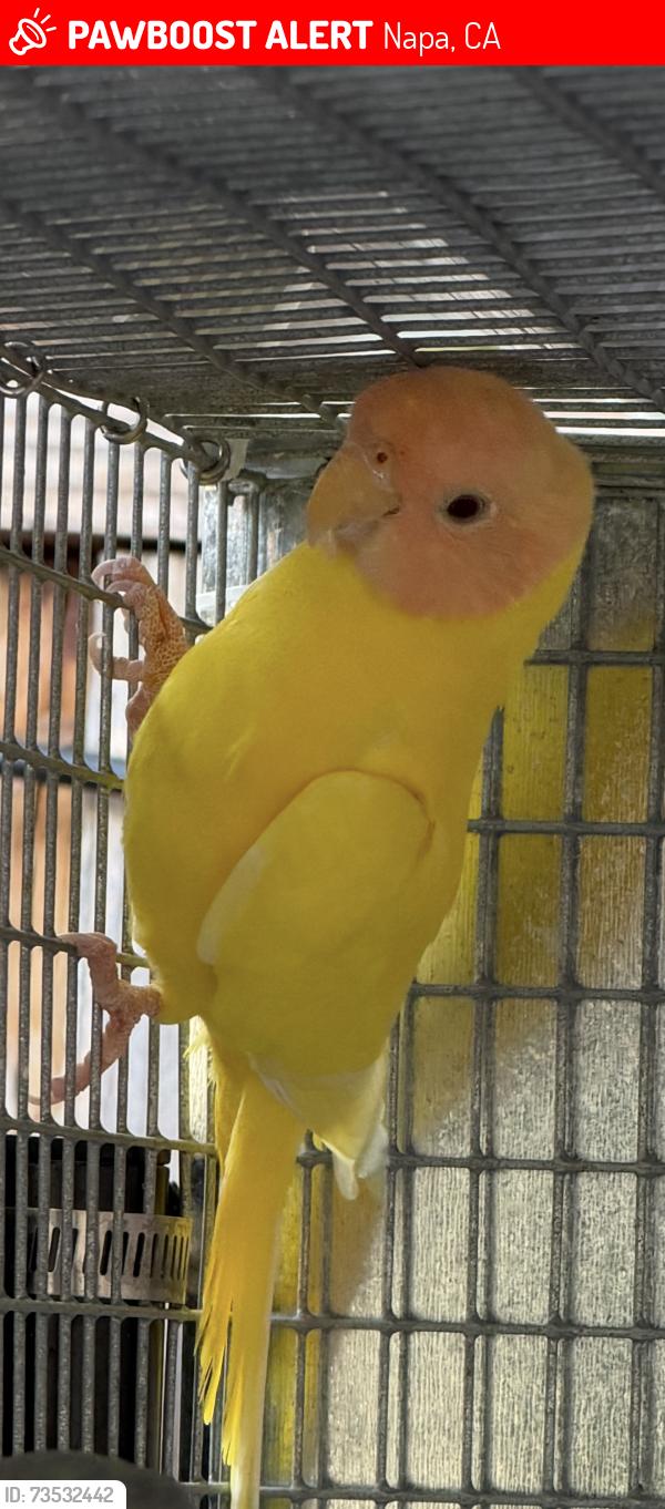 Lost Female Bird last seen Foothill blvd near Lola’s market, Napa, CA 94558