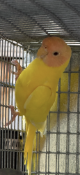 Lost Female Bird last seen Foothill blvd near Lola’s market, Napa, CA 94558