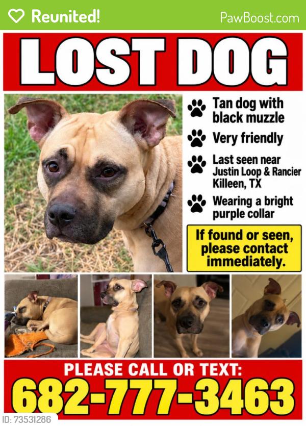 Reunited Female Dog last seen Justin Lp, Killeen, TX 76543, USA, Killeen, TX 76543
