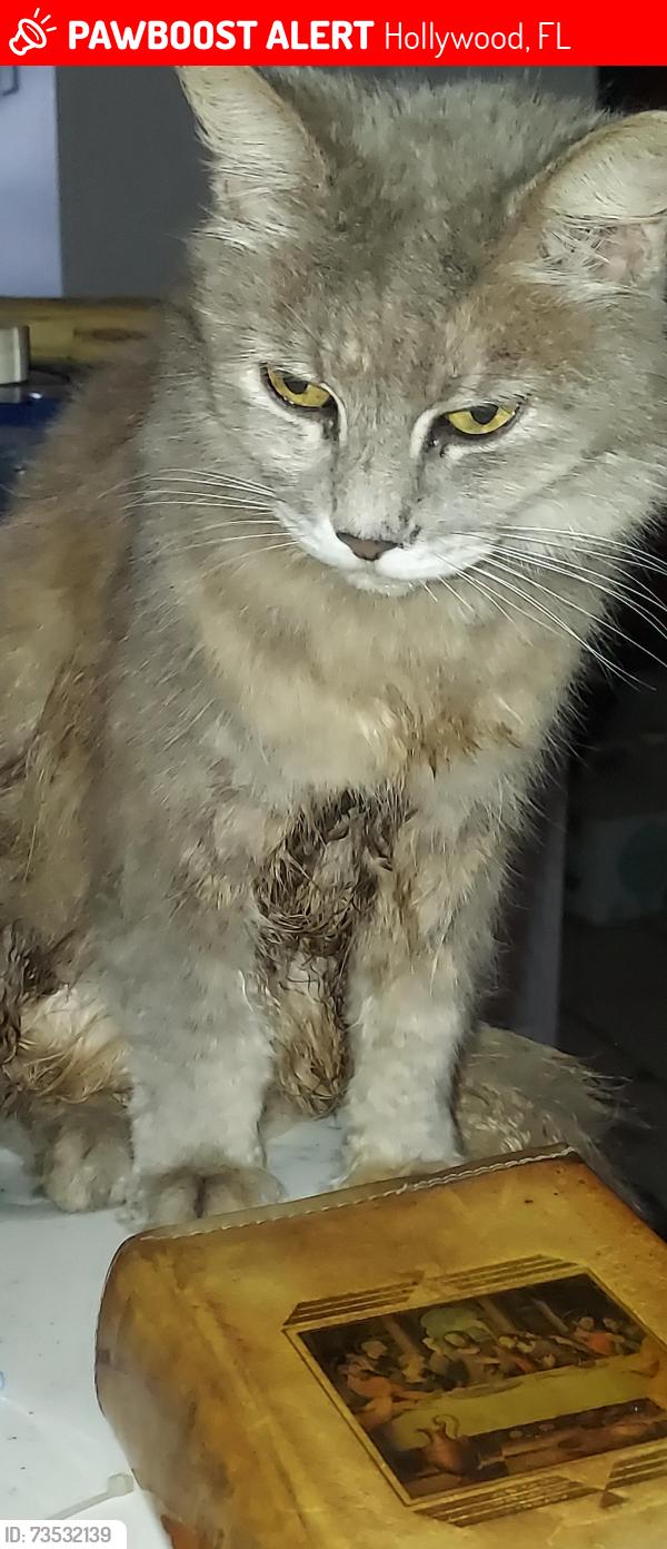 Lost Female Cat last seen Garfield ST between US1 and 19 ave., Hollywood, FL 33020