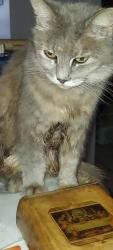Lost Female Cat last seen Garfield ST between US1 and 19 ave., Hollywood, FL 33020