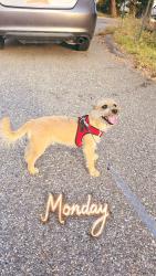 Reunited Male Dog last seen Near N Eastside dr layton near highway 89, Layton, UT 84040