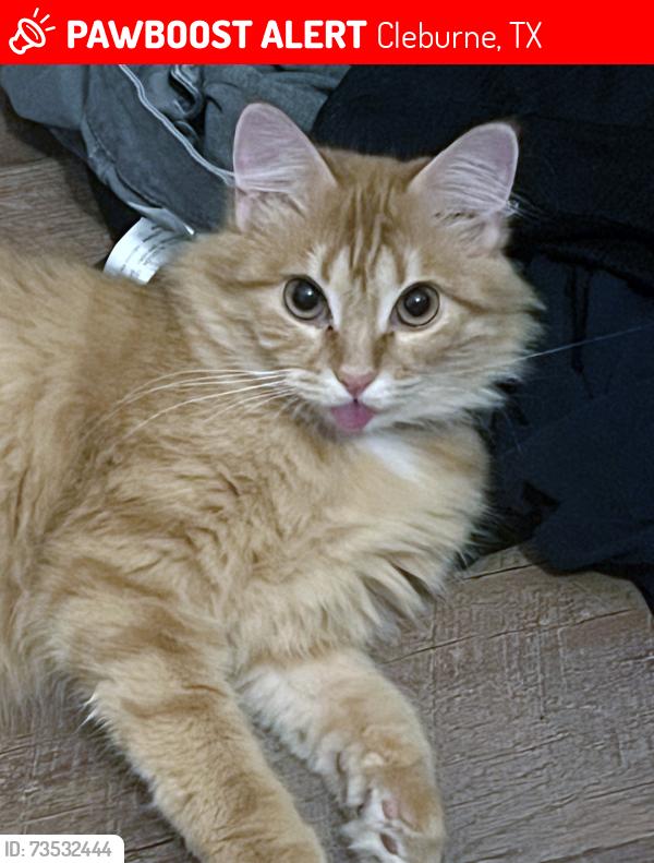 Lost Female Cat last seen Dabney & s wood st, Cleburne, TX 76033