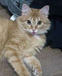 Lost Female Cat last seen Dabney & s wood st, Cleburne, TX 76033