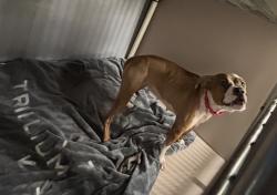 Shelter Stray Female Dog last seen Near Morrison Avenue, BRONX, NY, 10472, 326 E 110th St, New York, NY 10029, USA