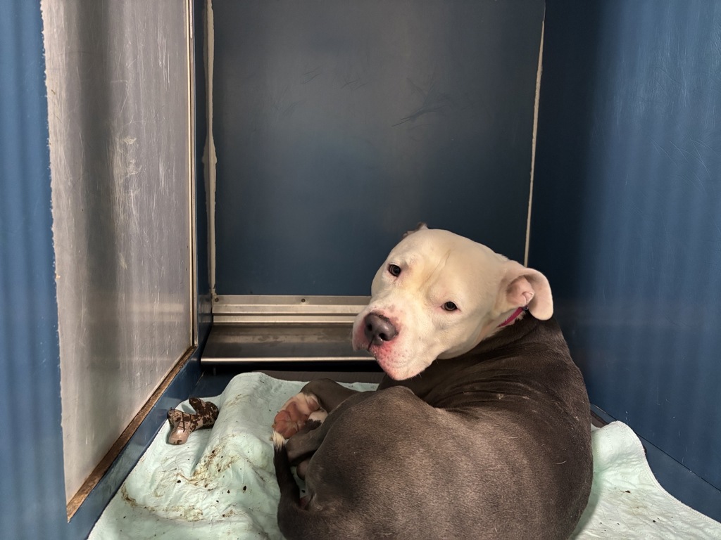 Shelter Stray Male Dog last seen E 184th Street, BRONX, NY, 10458, 326 E 110th St, New York, NY 10029, USA