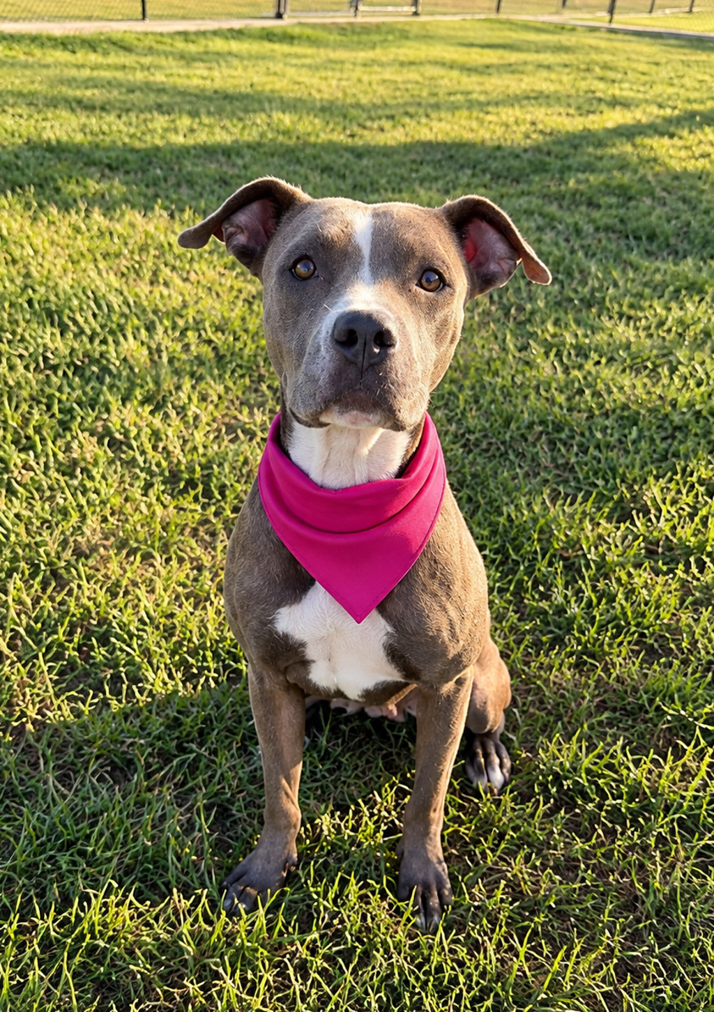 Shelter Stray Female Dog last seen LA, 410 Dugas Rd, Lafayette, LA 70507, USA