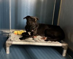 Shelter Stray Male Dog last seen tied up on a fence, BRONX, NY, 10455, 326 E 110th St, New York, NY 10029, USA