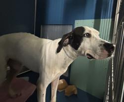Shelter Stray Male Dog last seen Apt 2B,102 E 149 Street, BRONX, NY, 10451, 326 E 110th St, New York, NY 10029, USA