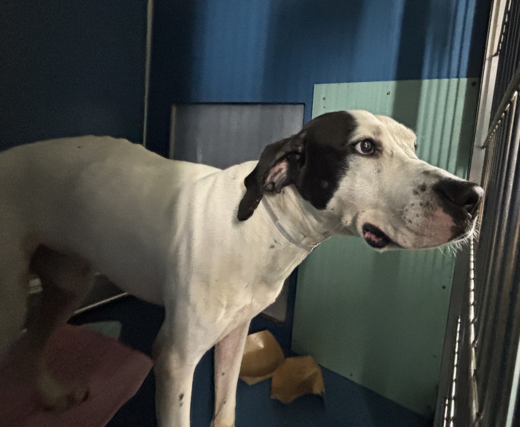 Shelter Stray Male Dog last seen Apt 2B,102 E 149 Street, BRONX, NY, 10451, 326 E 110th St, New York, NY 10029, USA
