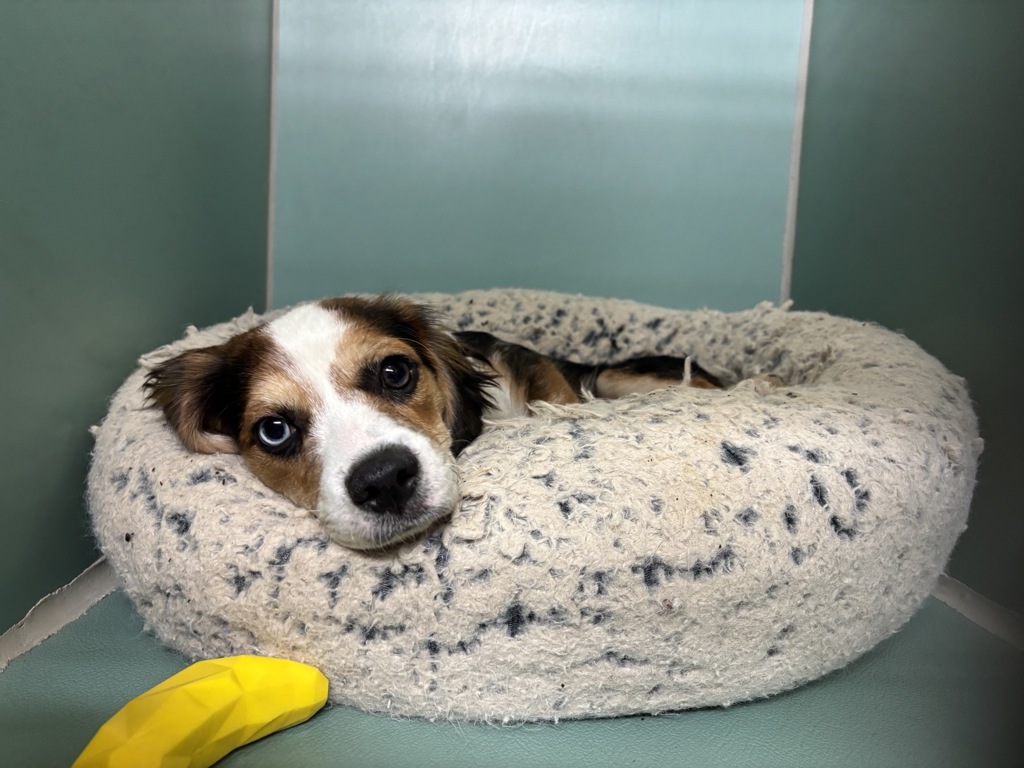 Shelter Stray Male Dog last seen Near W 8th Avenue, NEW YORK, NY, 10031, 326 E 110th St, New York, NY 10029, USA