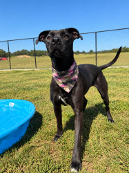 Shelter Stray Female Dog last seen LAFAYETTE, LA, 70506, 410 Dugas Rd, Lafayette, LA 70507, USA