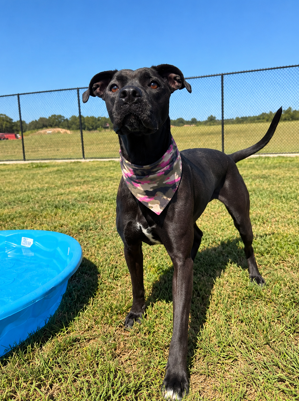 Shelter Stray Female Dog last seen LAFAYETTE, LA, 70506, 410 Dugas Rd, Lafayette, LA 70507, USA