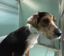 Shelter Stray Male Dog last seen Near W 8th Avenue, NEW YORK, NY, 10031, 326 E 110th St, New York, NY 10029, USA