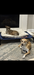 Lost Female Dog last seen Sycamore Shoals, Atascocita, TX 77346