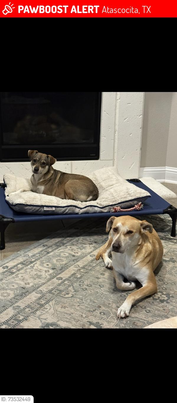 Lost Female Dog last seen Sycamore Shoals, Atascocita, TX 77346