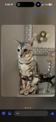 Lost Male Cat last seen galesway blvd, Mississauga, ON L5V 2T3