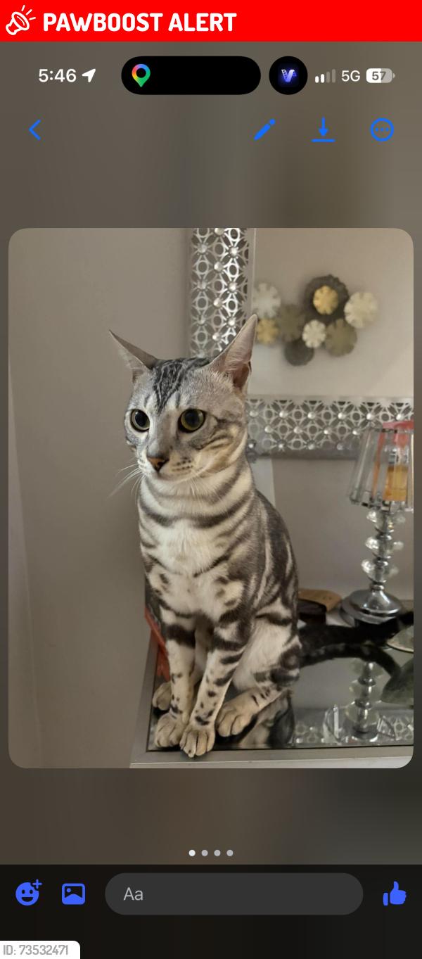 Lost Male Cat last seen galesway blvd, Mississauga, ON L5V 2T3