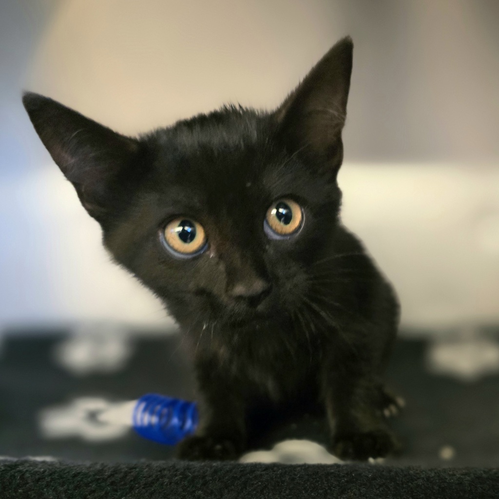Shelter Stray Female Cat last seen Near Blackwood Common, LIVERMORE, CA, 94551, 8323 Baldwin St, Oakland, CA 94621, USA