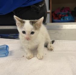 Shelter Stray Female Cat last seen Near E Stanley Boulevard, LIVERMORE, CA, 94550, 4651 Gleason Dr, Dublin, CA 94568, USA