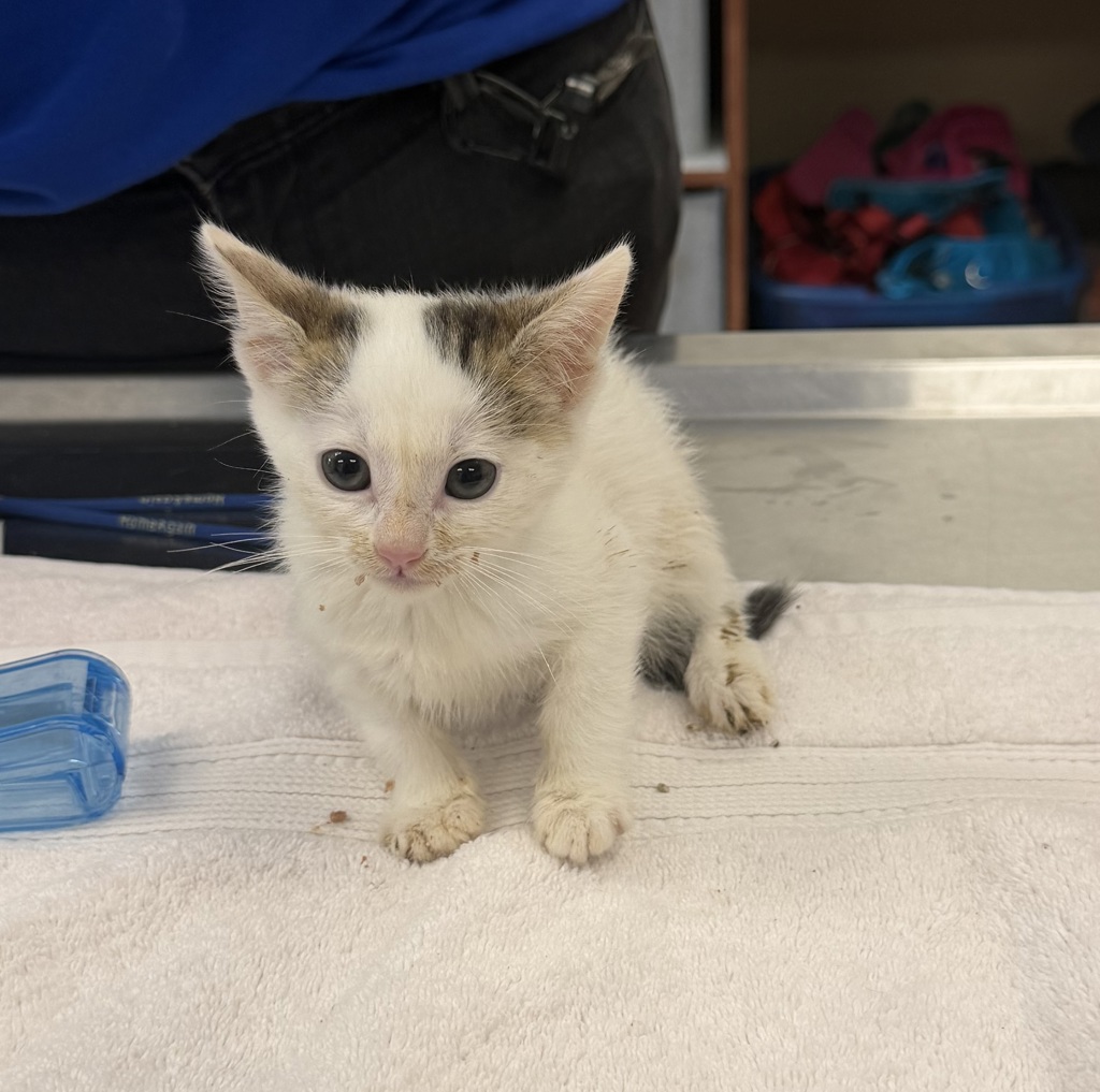 Shelter Stray Female Cat last seen Near E Stanley Boulevard, LIVERMORE, CA, 94550, 4651 Gleason Dr, Dublin, CA 94568, USA