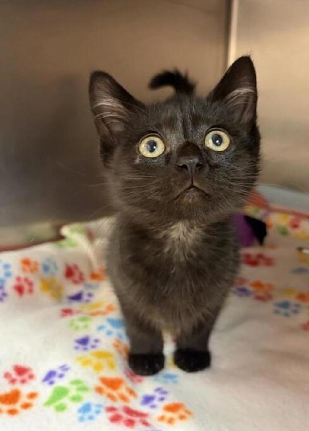Shelter Stray Female Cat last seen Near block of 32nd st S, GREAT FALLS, MT, 59405, 1010 25th Ave NE, Great Falls, MT 59404, USA