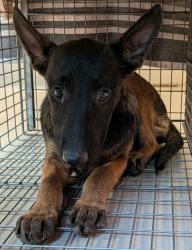Shelter Stray Female Dog last seen Near Zeller Street, San Diego, CA, 92114, El Cajon, CA 92020, USA
