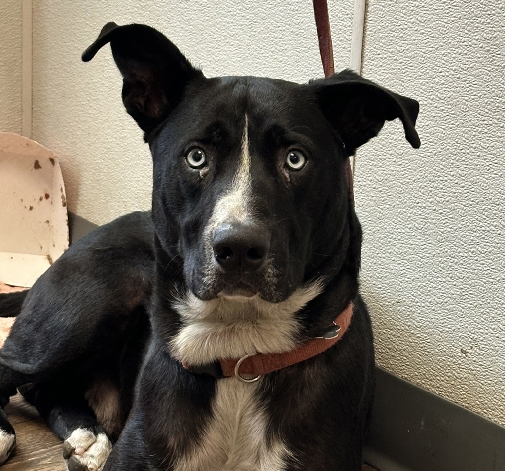 Shelter Stray Male Dog last seen Near Imperial, San Diego, CA, 92101, 5500 Gaines St, San Diego, CA 92110, USA