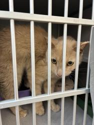 Shelter Stray Male Cat last seen Near S McClelland Street, SALT LAKE CITY, UT, 84103, 511 W 3900 S, Salt Lake City, UT 84123, USA
