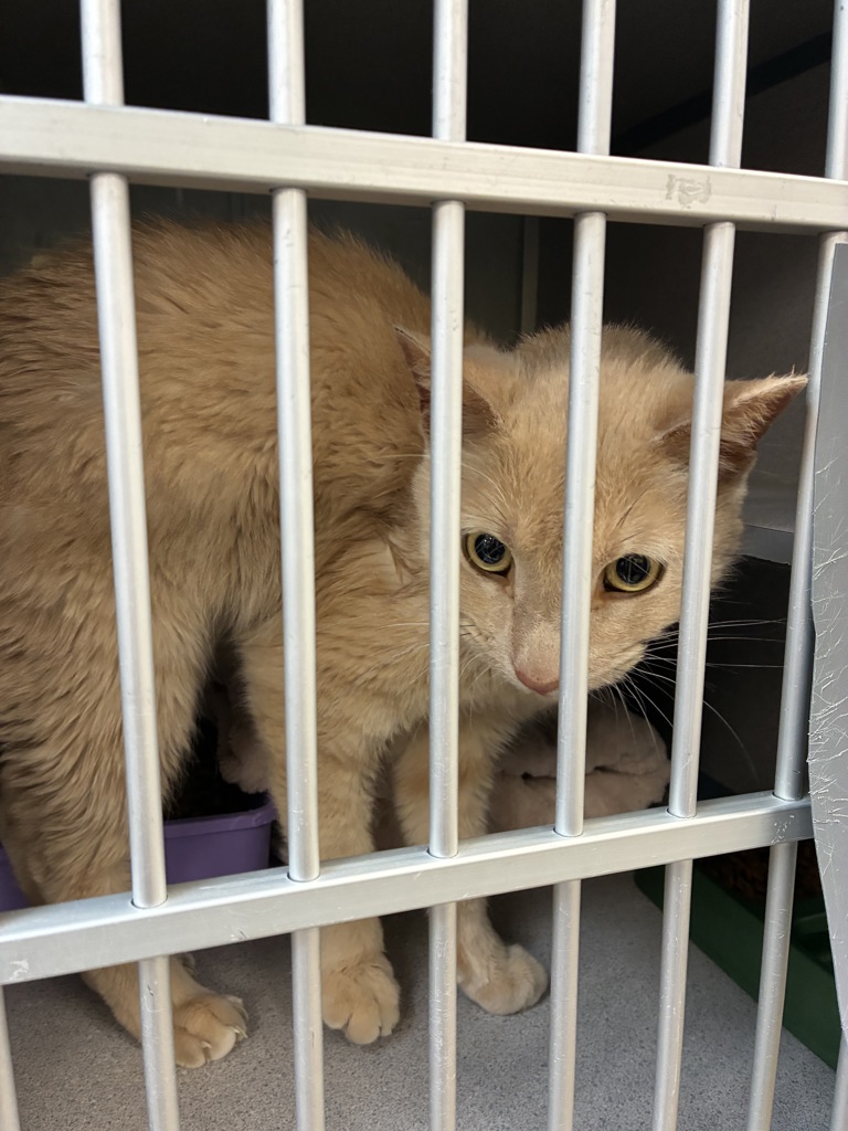 Shelter Stray Male Cat last seen Near S McClelland Street, SALT LAKE CITY, UT, 84103, 511 W 3900 S, Salt Lake City, UT 84123, USA
