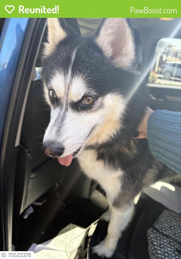 Reunited Unknown Dog last seen Palermo’s, Northampton, PA 18067