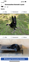 Lost Female Dog last seen Country village and country place Dr., Conroe, TX 77302
