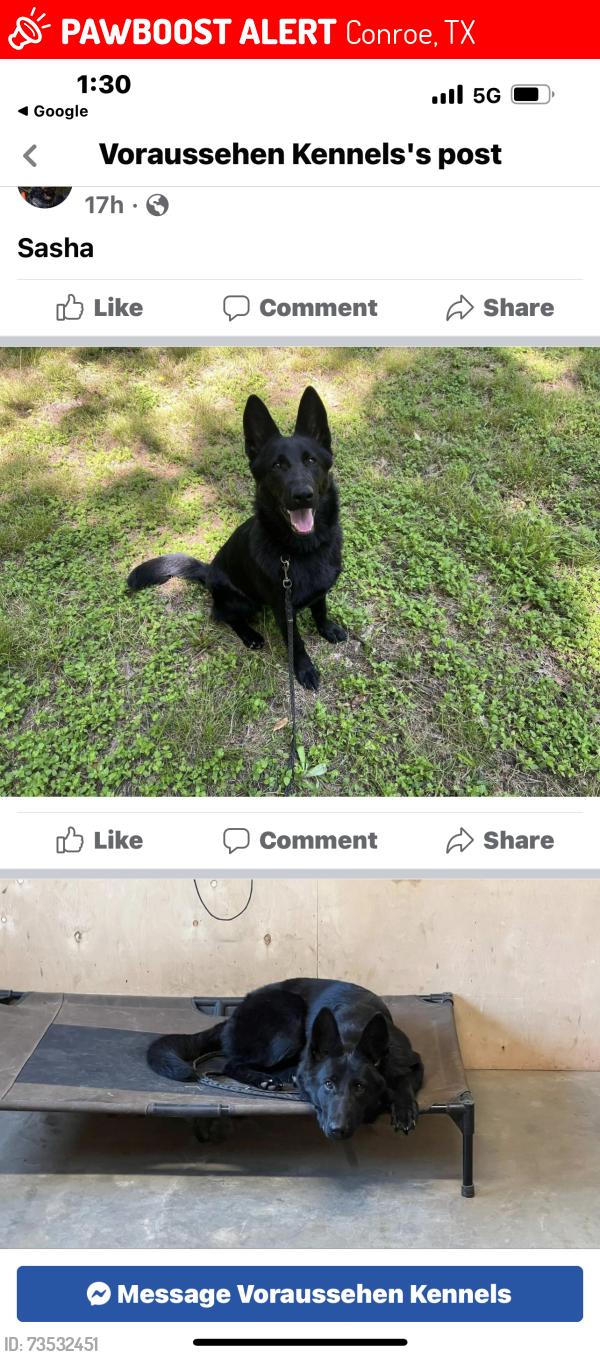Lost Female Dog last seen Country village and country place Dr., Conroe, TX 77302
