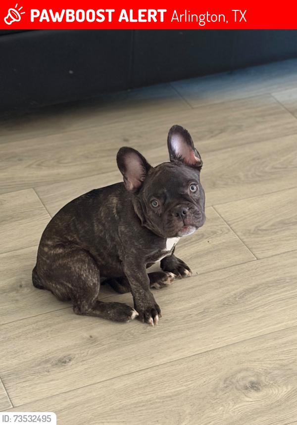 Lost Female Dog last seen South cooper st, Arlington, TX 76015