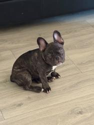 Lost Female Dog last seen South cooper st, Arlington, TX 76015